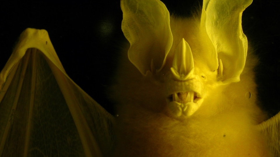 Chrotopterus auritus